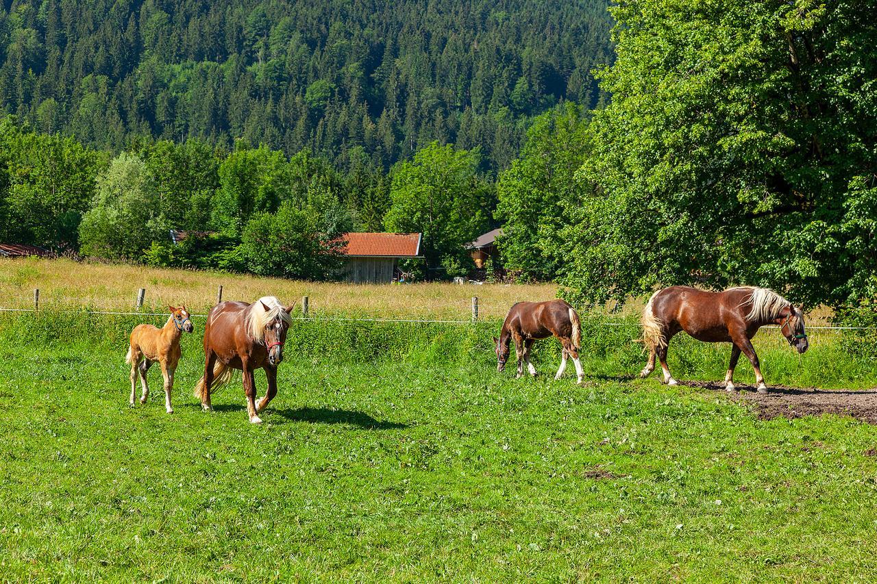 Groebl-alm Haus Zur Schoenen Aussicht Graswang